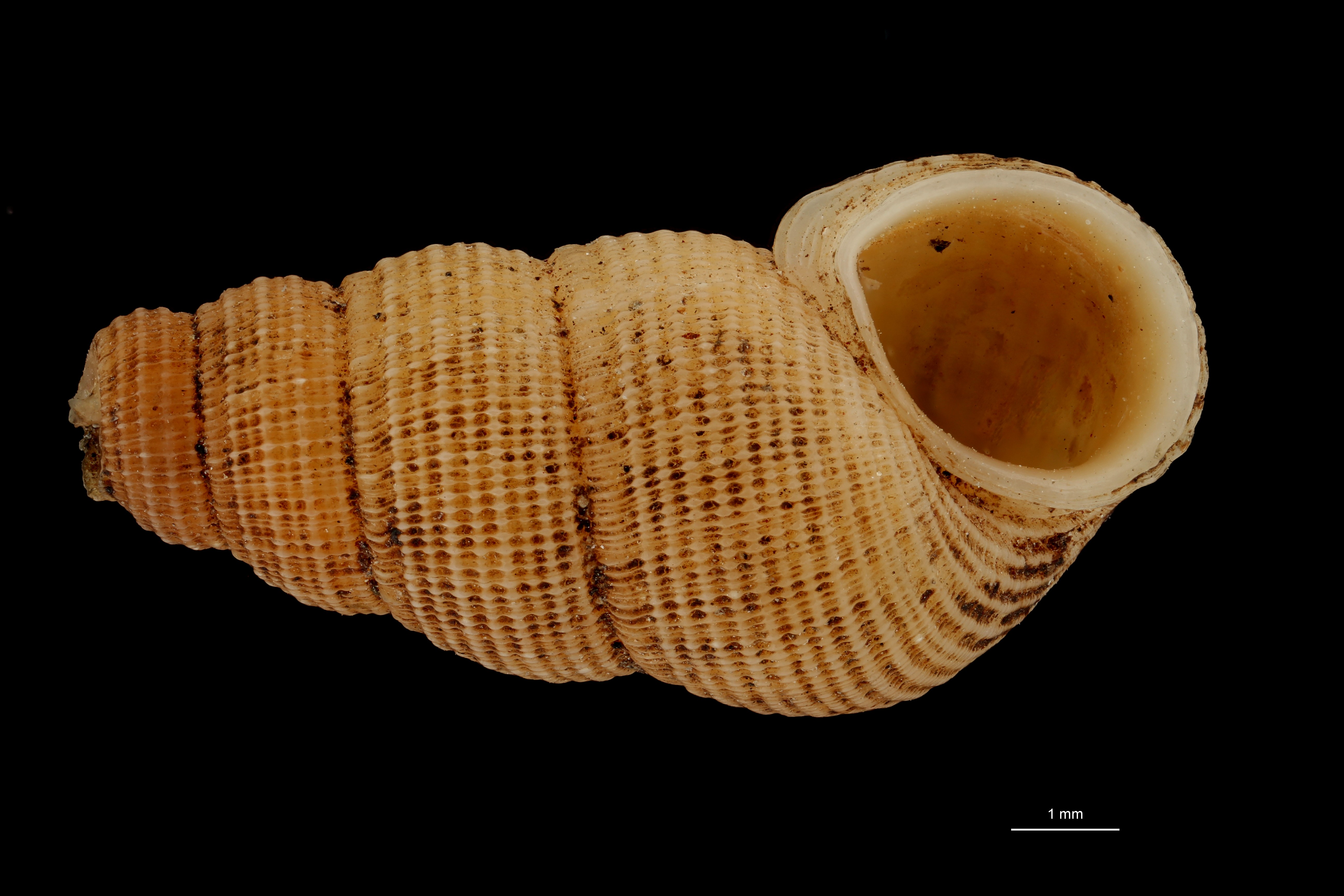 BE-RBINS-INV HOLOTYPE MT 201 Chondropoma caymanensis VENTRAL ZS DMap Scaled.jpg