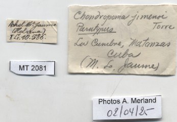 BE-RBINS-INV-MT-2081-Chondropoma-jimenoi-pt-label.jpg