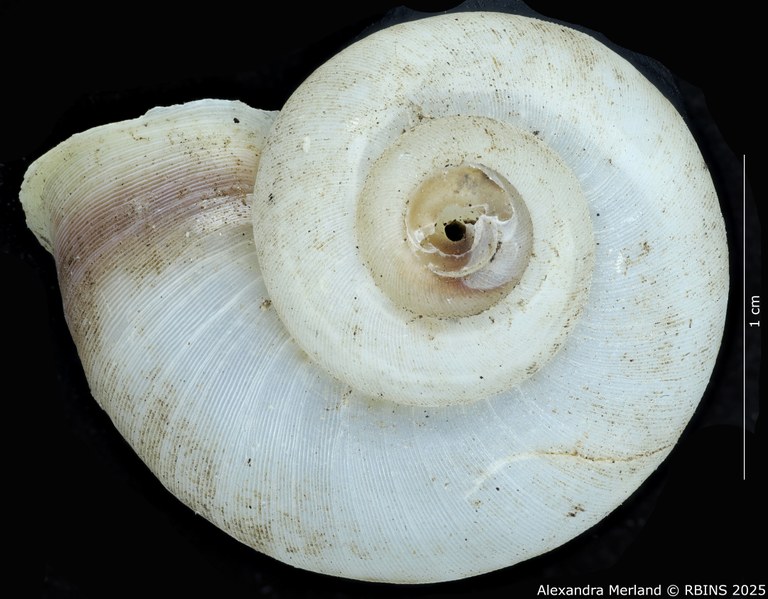 BE-RBINS-INV-MT-2083-Chondrothyra-sublatilabre-ignilabris-pt-D.jpg BE-RBINS-INV-MT-2083-Chondrothyra-sublatilabre-ignilabris-pt-D.jpg
