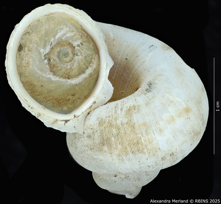 BE-RBINS-INV-MT-2083-Chondrothyra-sublatilabre-ignilabris-pt-L.jpg BE-RBINS-INV-MT-2083-Chondrothyra-sublatilabre-ignilabris-pt-L.jpg