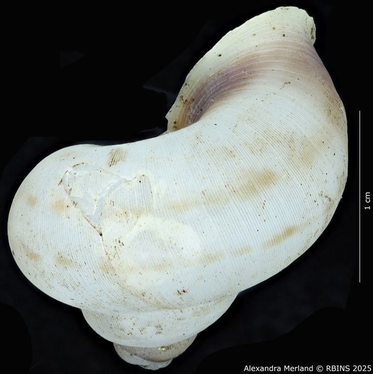 BE-RBINS-INV-MT-2083-Chondrothyra-sublatilabre-ignilabris-pt-L2.jpg BE-RBINS-INV-MT-2083-Chondrothyra-sublatilabre-ignilabris-pt-L2.jpg