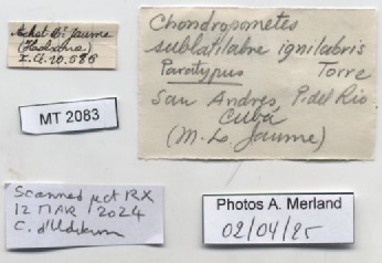 BE-RBINS-INV-MT-2083-Chondrothyra-sublatilabre-ignilabris-pt-label.jpg