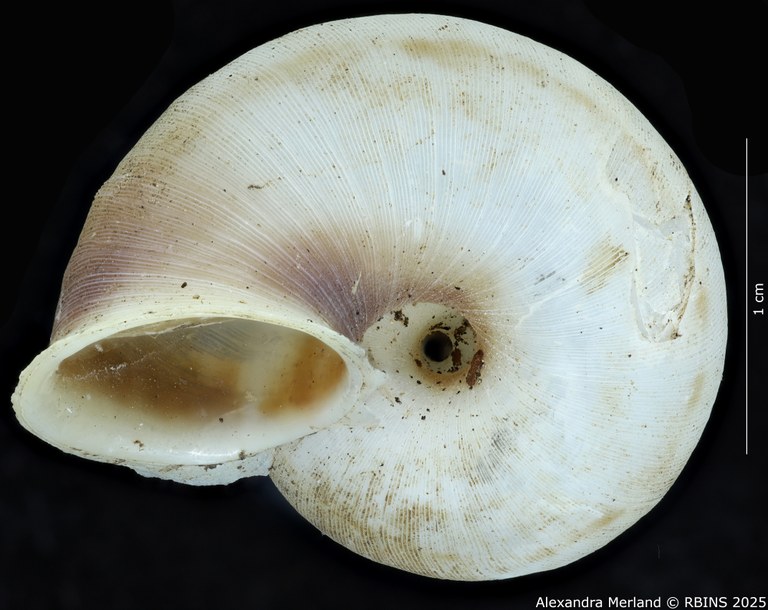 BE-RBINS-INV-MT-2083-Chondrothyra-sublatilabre-ignilabris-pt-V.jpg BE-RBINS-INV-MT-2083-Chondrothyra-sublatilabre-ignilabris-pt-V.jpg