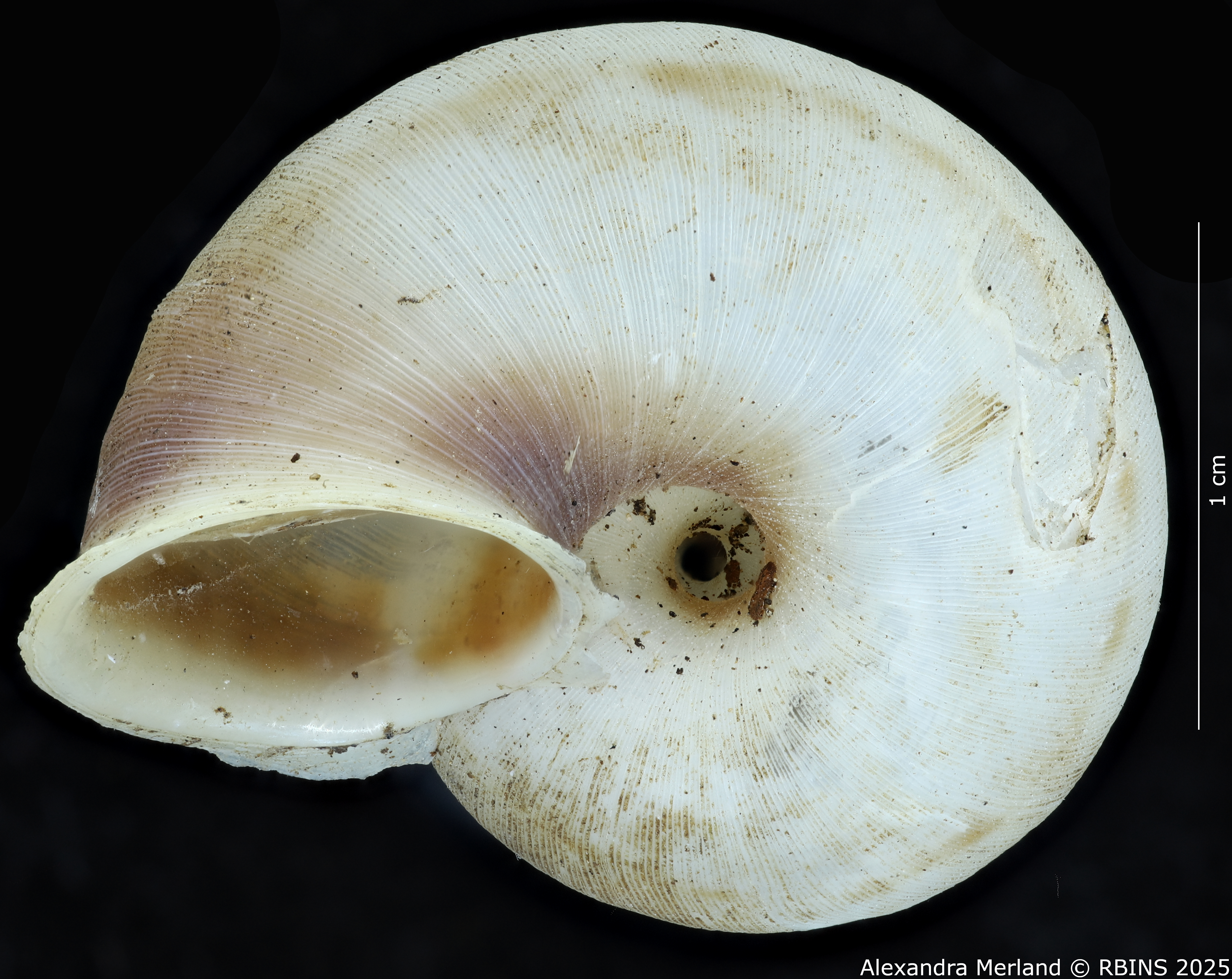 BE-RBINS-INV-MT-2083-Chondrothyra-sublatilabre-ignilabris-pt-V.jpg