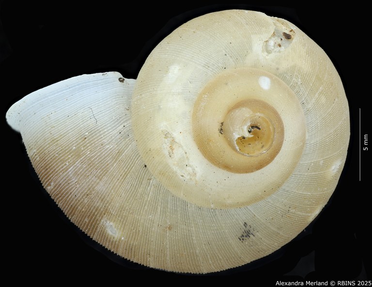 BE-RBINS-INV-MT-2085-Chondropometes-vignalensis-bruneucinctum-pt-D.jpg BE-RBINS-INV-MT-2085-Chondropometes-vignalensis-bruneucinctum-pt-D.jpg
