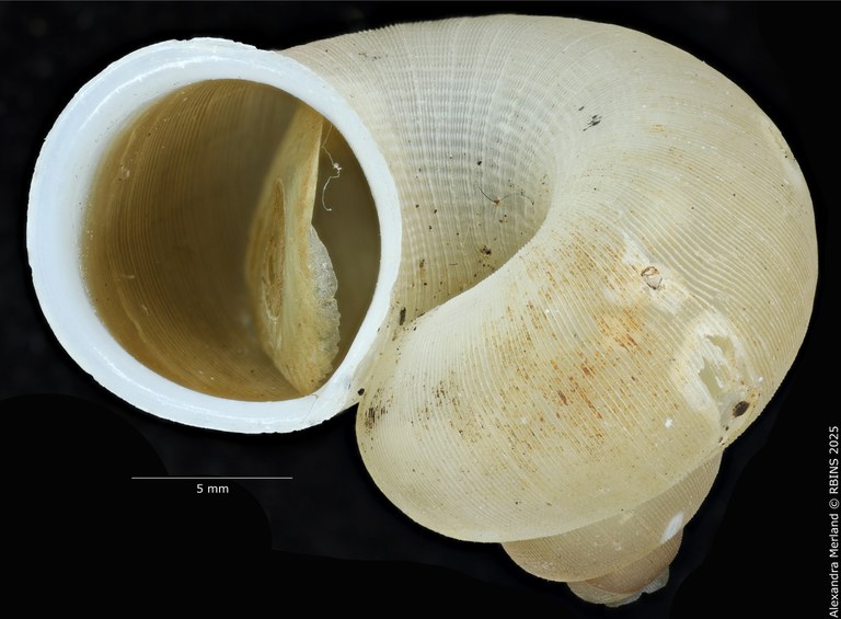 BE-RBINS-INV-MT-2085-Chondropometes-vignalensis-bruneucinctum-pt-L.jpg BE-RBINS-INV-MT-2085-Chondropometes-vignalensis-bruneucinctum-pt-L.jpg