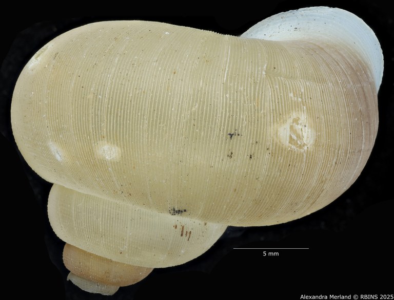 BE-RBINS-INV-MT-2085-Chondropometes-vignalensis-bruneucinctum-pt-L2.jpg BE-RBINS-INV-MT-2085-Chondropometes-vignalensis-bruneucinctum-pt-L2.jpg