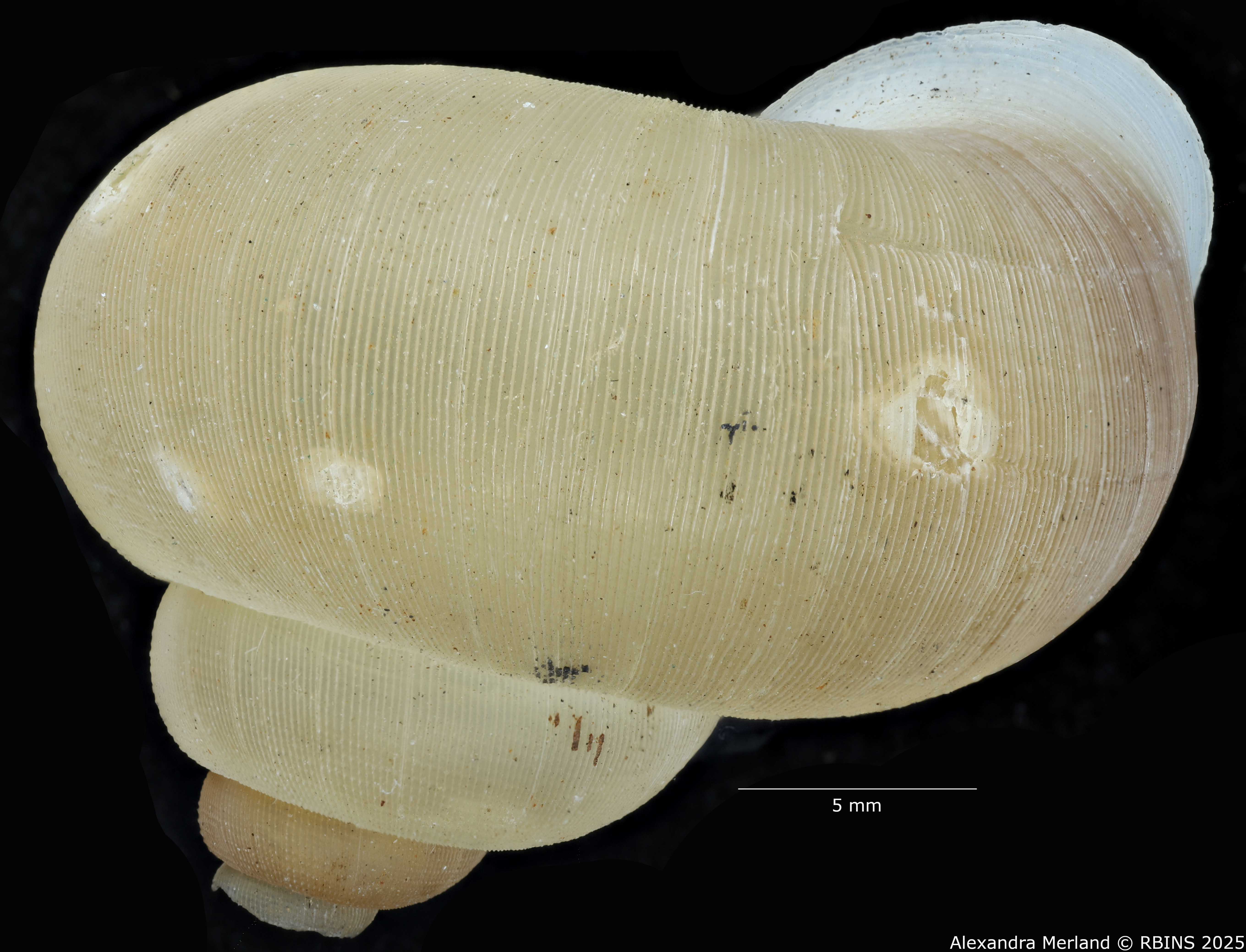 BE-RBINS-INV-MT-2085-Chondropometes-vignalensis-bruneucinctum-pt-L2.jpg