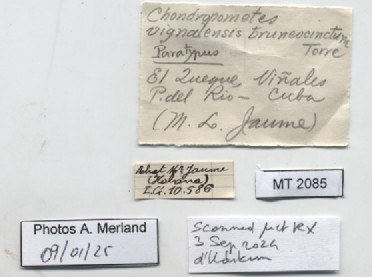 BE-RBINS-INV-MT-2085-Chondropometes-vignalensis-bruneucinctum-pt-label.jpg BE-RBINS-INV-MT-2085-Chondropometes-vignalensis-bruneucinctum-pt-label.jpg