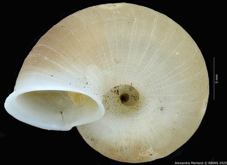 BE-RBINS-INV-MT-2085-Chondropometes-vignalensis-bruneucinctum-pt-V.jpg BE-RBINS-INV-MT-2085-Chondropometes-vignalensis-bruneucinctum-pt-V.jpg