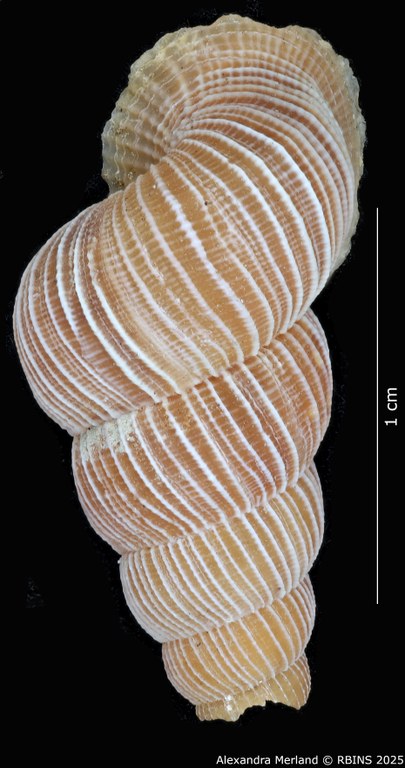 BE-RBINS-INV-MT-2089-Chondrothyra-deceptor-rufescens-pt-D.jpg BE-RBINS-INV-MT-2089-Chondrothyra-deceptor-rufescens-pt-D.jpg