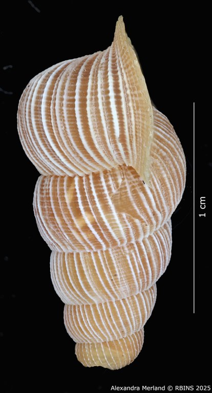 BE-RBINS-INV-MT-2089-Chondrothyra-deceptor-rufescens-pt-L.jpg BE-RBINS-INV-MT-2089-Chondrothyra-deceptor-rufescens-pt-L.jpg