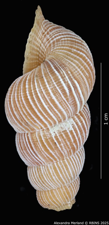 BE-RBINS-INV-MT-2089-Chondrothyra-deceptor-rufescens-pt-L2.jpg BE-RBINS-INV-MT-2089-Chondrothyra-deceptor-rufescens-pt-L2.jpg