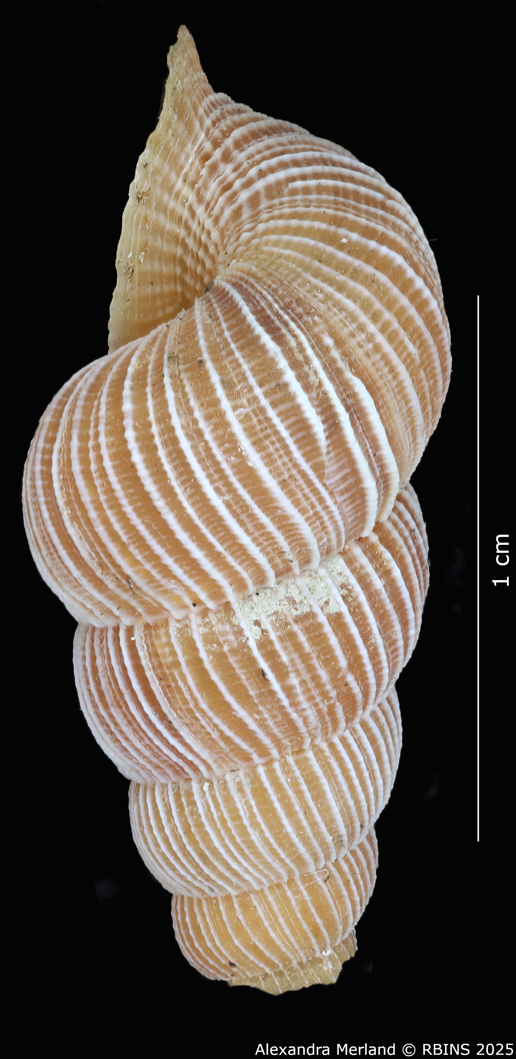BE-RBINS-INV-MT-2089-Chondrothyra-deceptor-rufescens-pt-L2.jpg