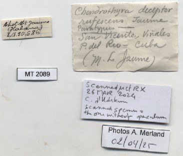 BE-RBINS-INV-MT-2089-Chondrothyra-deceptor-rufescens-pt-label.jpg BE-RBINS-INV-MT-2089-Chondrothyra-deceptor-rufescens-pt-label.jpg