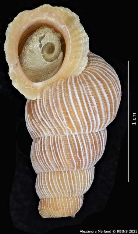 BE-RBINS-INV-MT-2089-Chondrothyra-deceptor-rufescens-pt-V.jpg BE-RBINS-INV-MT-2089-Chondrothyra-deceptor-rufescens-pt-V.jpg