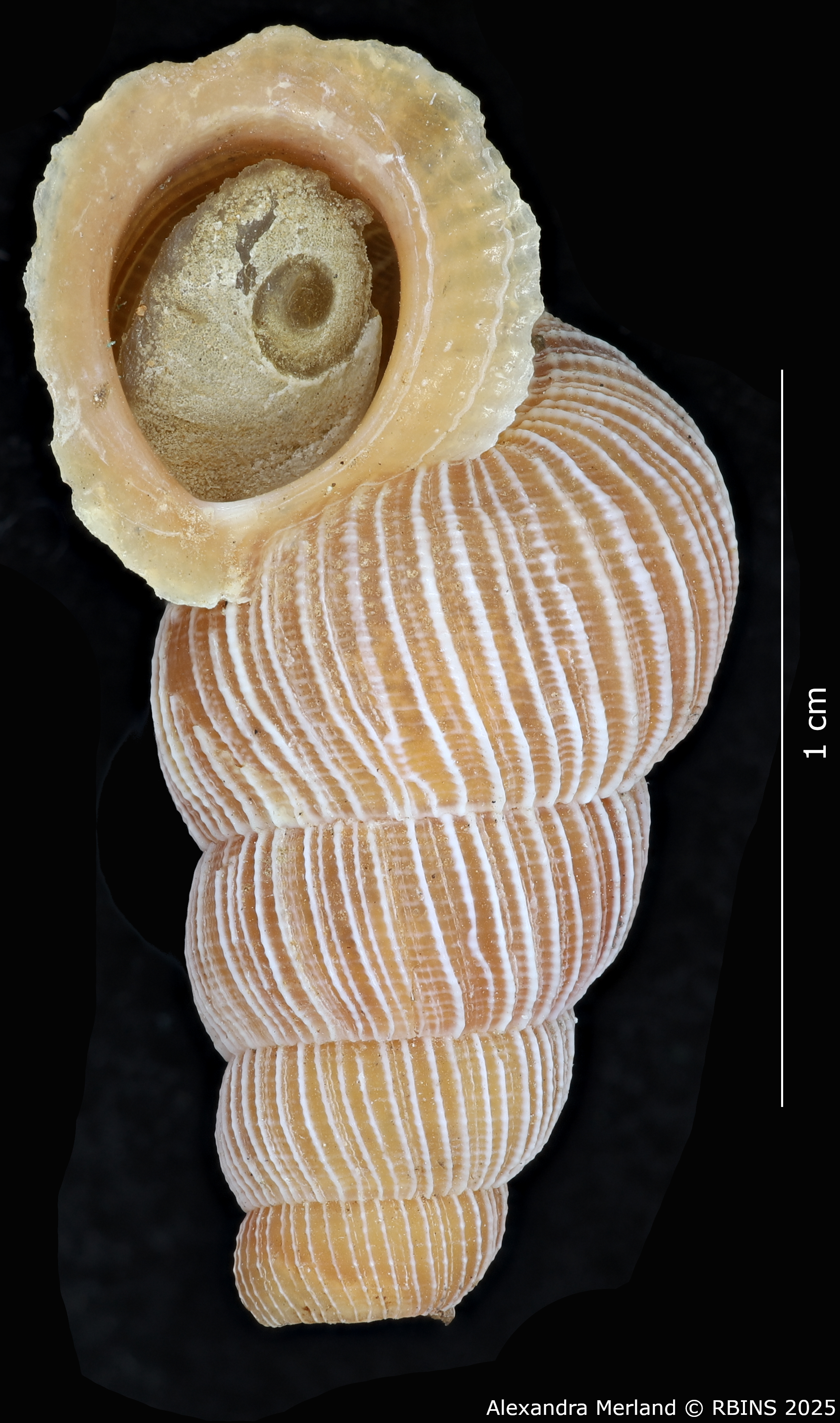 BE-RBINS-INV-MT-2089-Chondrothyra-deceptor-rufescens-pt-V.jpg