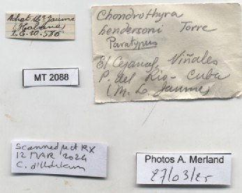 BE-RBINS-INV-MT-2088-Chondrothyra-hendersoni-pt-label.jpg BE-RBINS-INV-MT-2088-Chondrothyra-hendersoni-pt-label.jpg