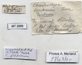 BE-RBINS-INV-MT-2088-Chondrothyra-hendersoni-pt-label.jpg
