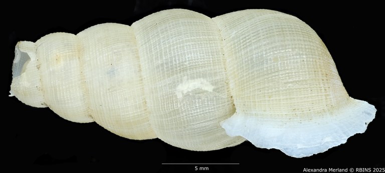 BE-RBINS-INV-MT-2090-Chondrothyra-mendax-pt-L.jpg