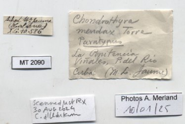 BE-RBINS-INV-MT-2090-Chondrothyra-mendax-pt-label.jpg