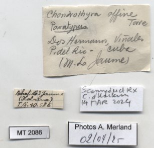 BE-RBINS-INV-MT-2086-Chondrothyra-affinis-pt-label.jpg