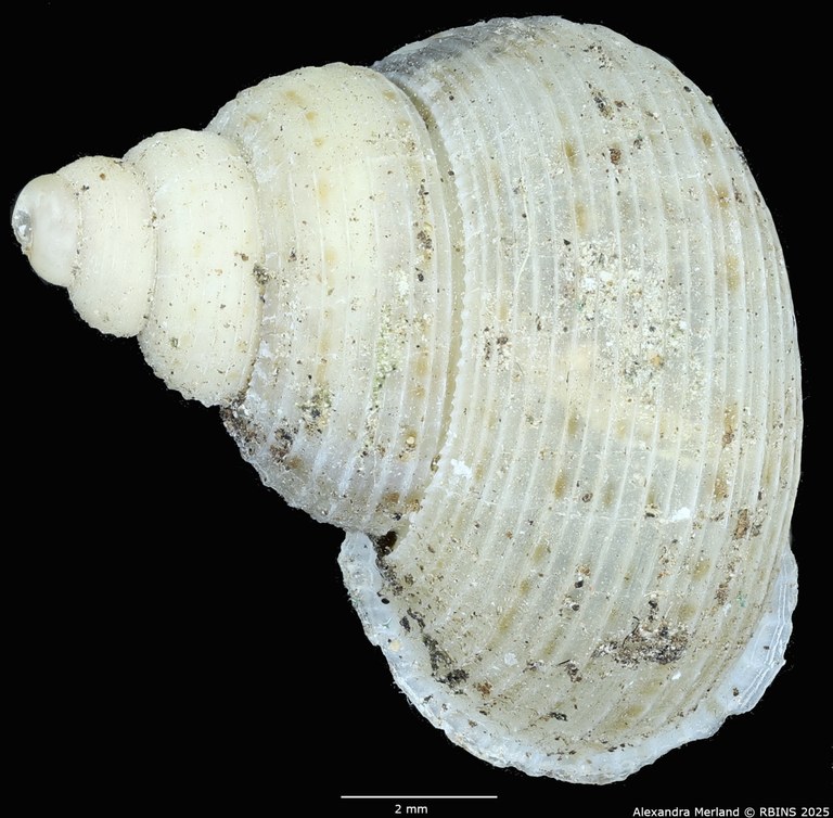 BE-RBINS-INV-MT-2093-Eutudora-limbifera-transitoria-pt-D.jpg BE-RBINS-INV-MT-2093-Eutudora-limbifera-transitoria-pt-D.jpg