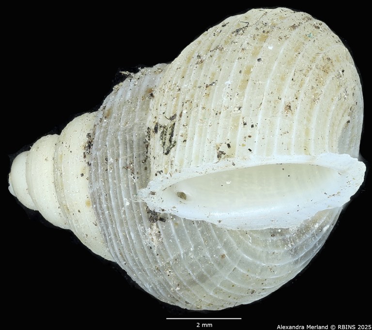BE-RBINS-INV-MT-2093-Eutudora-limbifera-transitoria-pt-L.jpg BE-RBINS-INV-MT-2093-Eutudora-limbifera-transitoria-pt-L.jpg