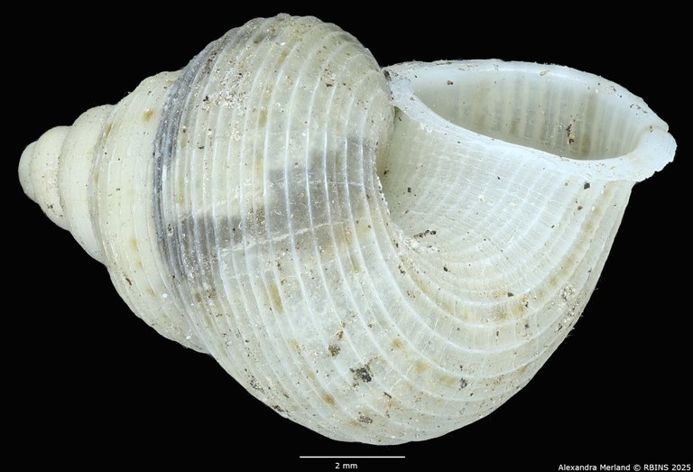 BE-RBINS-INV-MT-2093-Eutudora-limbifera-transitoria-pt-L2.jpg BE-RBINS-INV-MT-2093-Eutudora-limbifera-transitoria-pt-L2.jpg