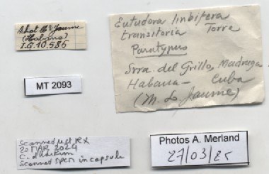 BE-RBINS-INV-MT-2093-Eutudora-limbifera-transitoria-pt-label.jpg BE-RBINS-INV-MT-2093-Eutudora-limbifera-transitoria-pt-label.jpg