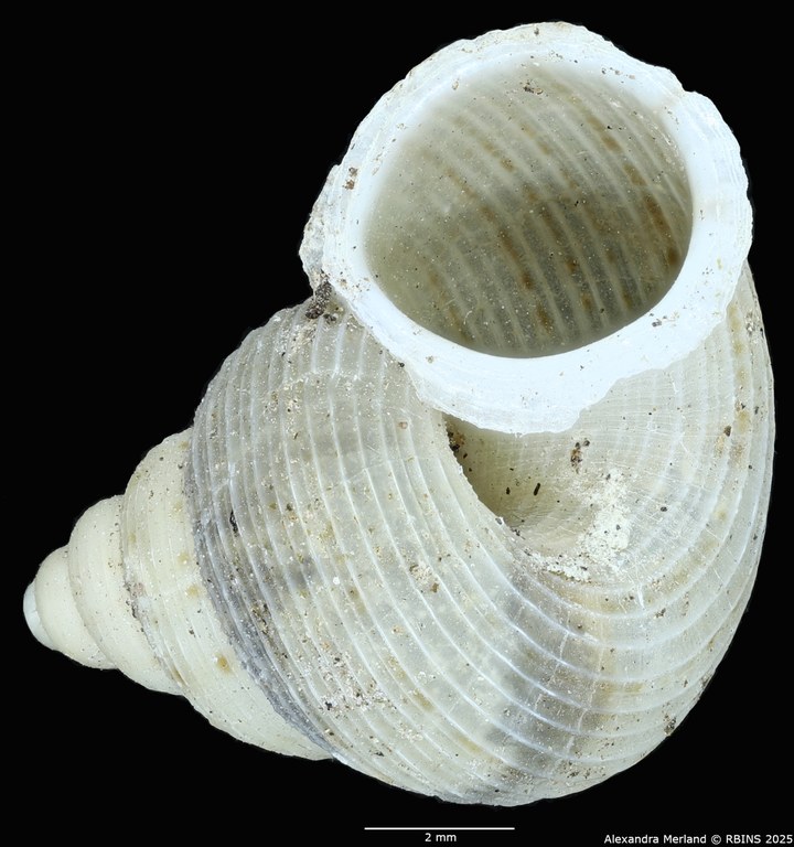 BE-RBINS-INV-MT-2093-Eutudora-limbifera-transitoria-pt-V.jpg BE-RBINS-INV-MT-2093-Eutudora-limbifera-transitoria-pt-V.jpg