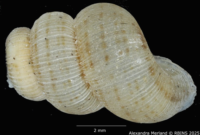 BE-RBINS-INV-MT-2094-Opisthosiphon-detectum-scopulorum-pt-D.jpg BE-RBINS-INV-MT-2094-Opisthosiphon-detectum-scopulorum-pt-D.jpg
