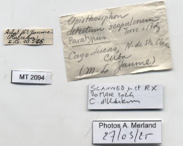 BE-RBINS-INV-MT-2094-Opisthosiphon-detectum-scopulorum-pt-label.jpg BE-RBINS-INV-MT-2094-Opisthosiphon-detectum-scopulorum-pt-label.jpg