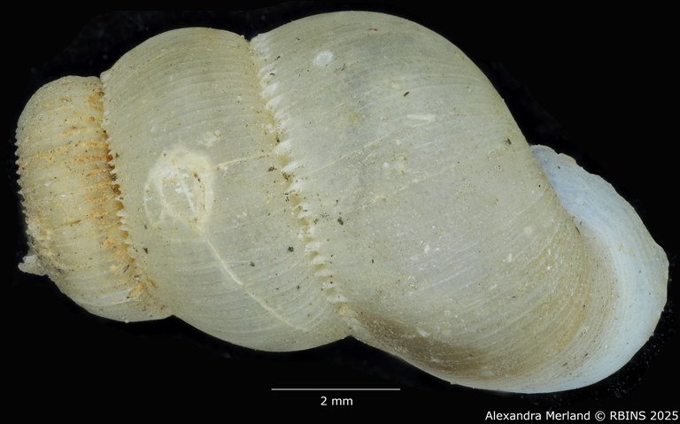 BE-RBINS-INV-MT-2095-Opisthosiphon-palmeri-pt-D.jpg BE-RBINS-INV-MT-2095-Opisthosiphon-palmeri-pt-D.jpg