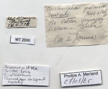 BE-RBINS-INV-MT-2095-Opisthosiphon-palmeri-pt-label.jpg BE-RBINS-INV-MT-2095-Opisthosiphon-palmeri-pt-label.jpg