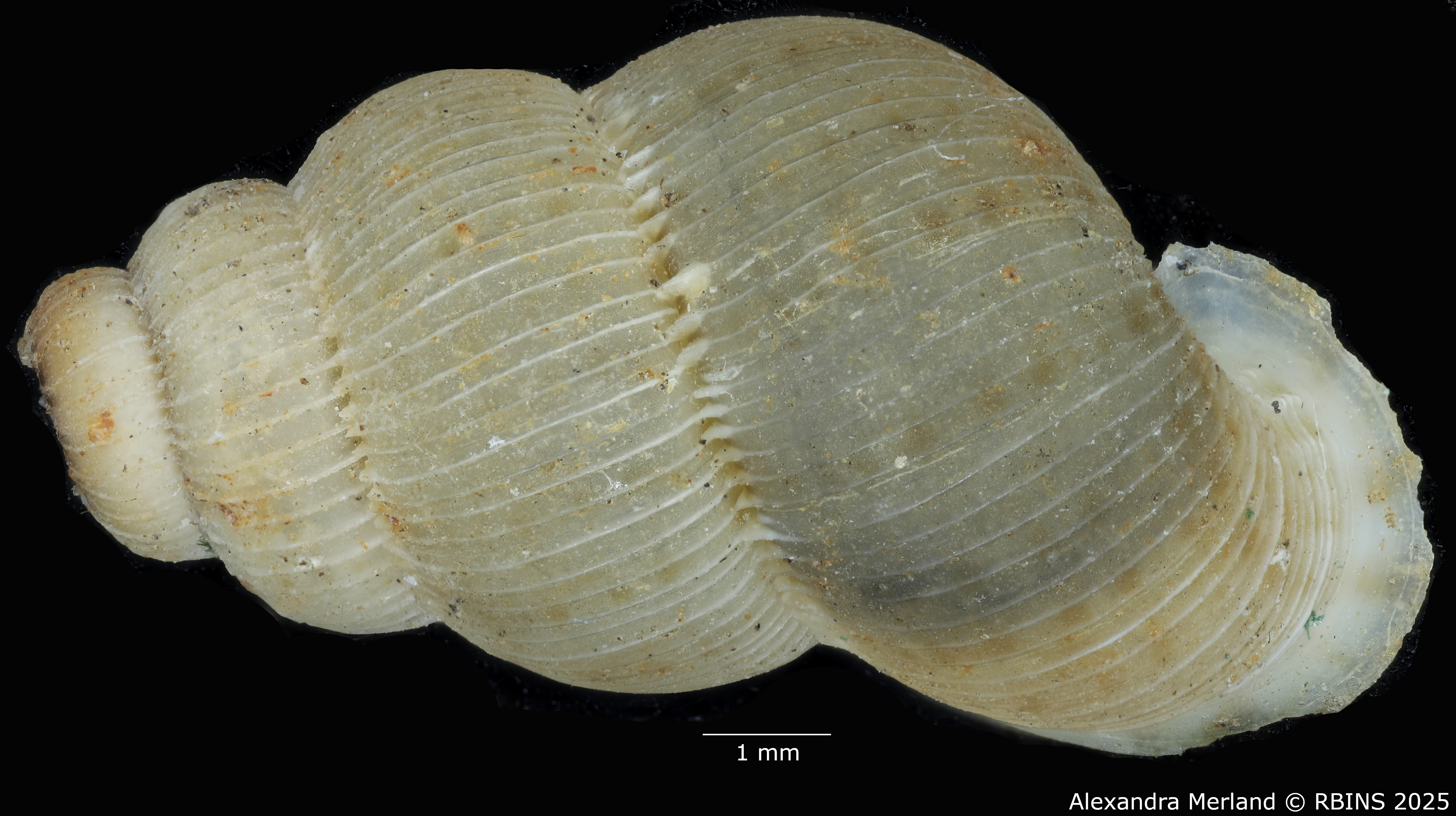 BE-RBINS-INV-MT-2096-Opisthosiphon-seibaboense-pt-D.jpg