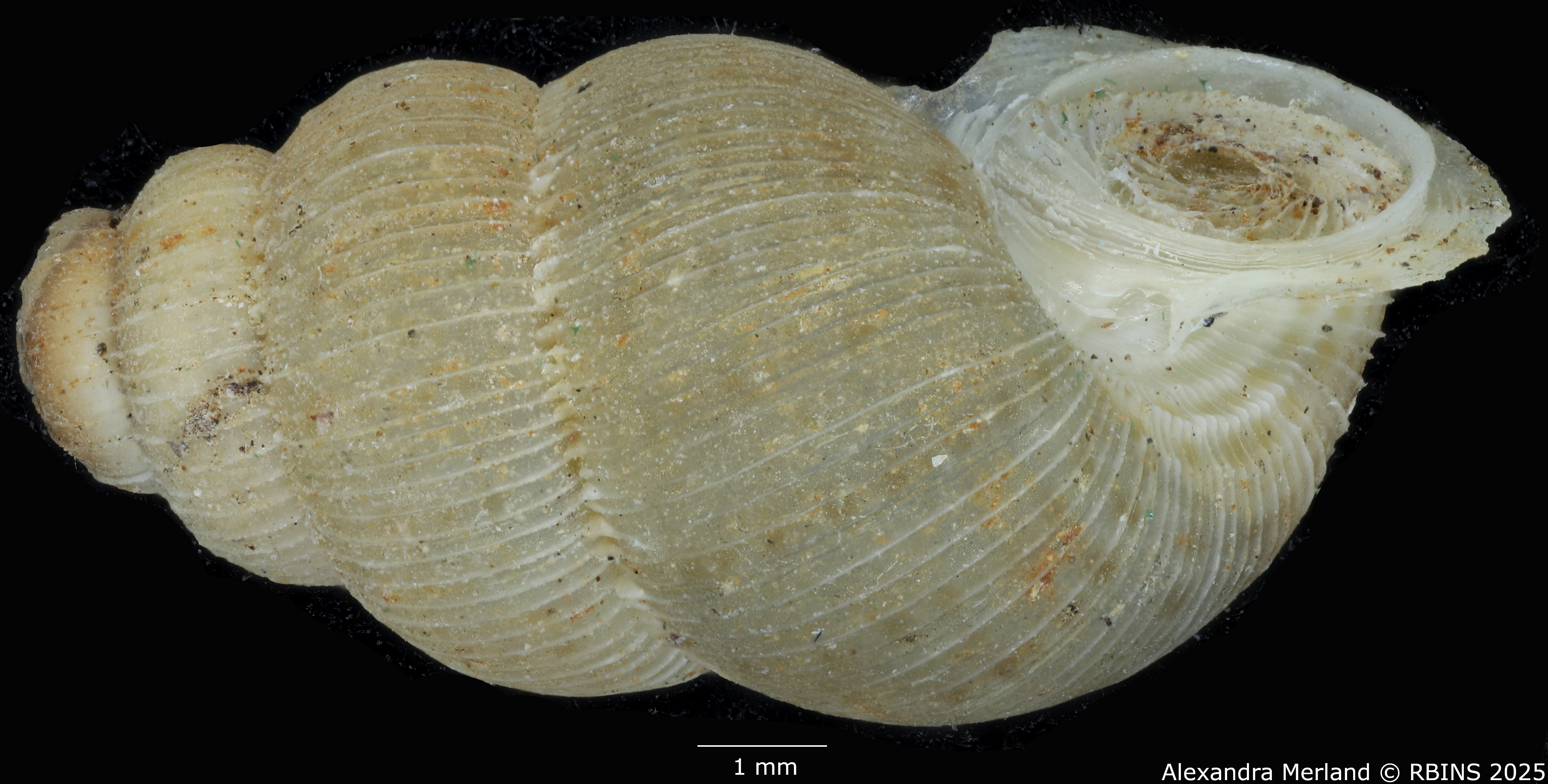 BE-RBINS-INV-MT-2096-Opisthosiphon-seibaboense-pt-L.jpg