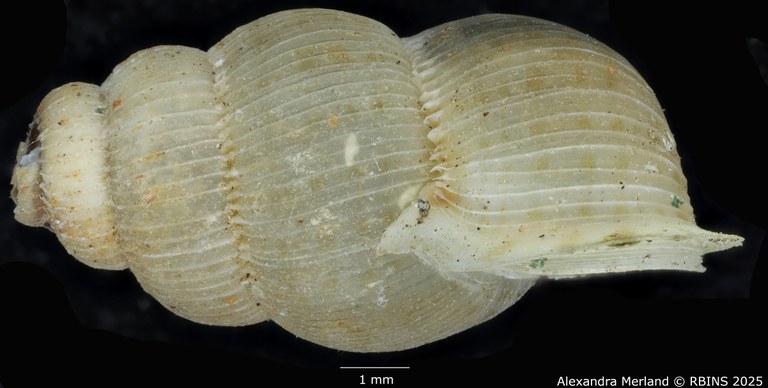BE-RBINS-INV-MT-2096-Opisthosiphon-seibaboense-pt-L2.jpg BE-RBINS-INV-MT-2096-Opisthosiphon-seibaboense-pt-L2.jpg