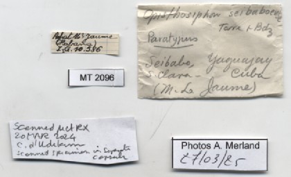 BE-RBINS-INV-MT-2096-Opisthosiphon-seibaboense-pt-label.jpg