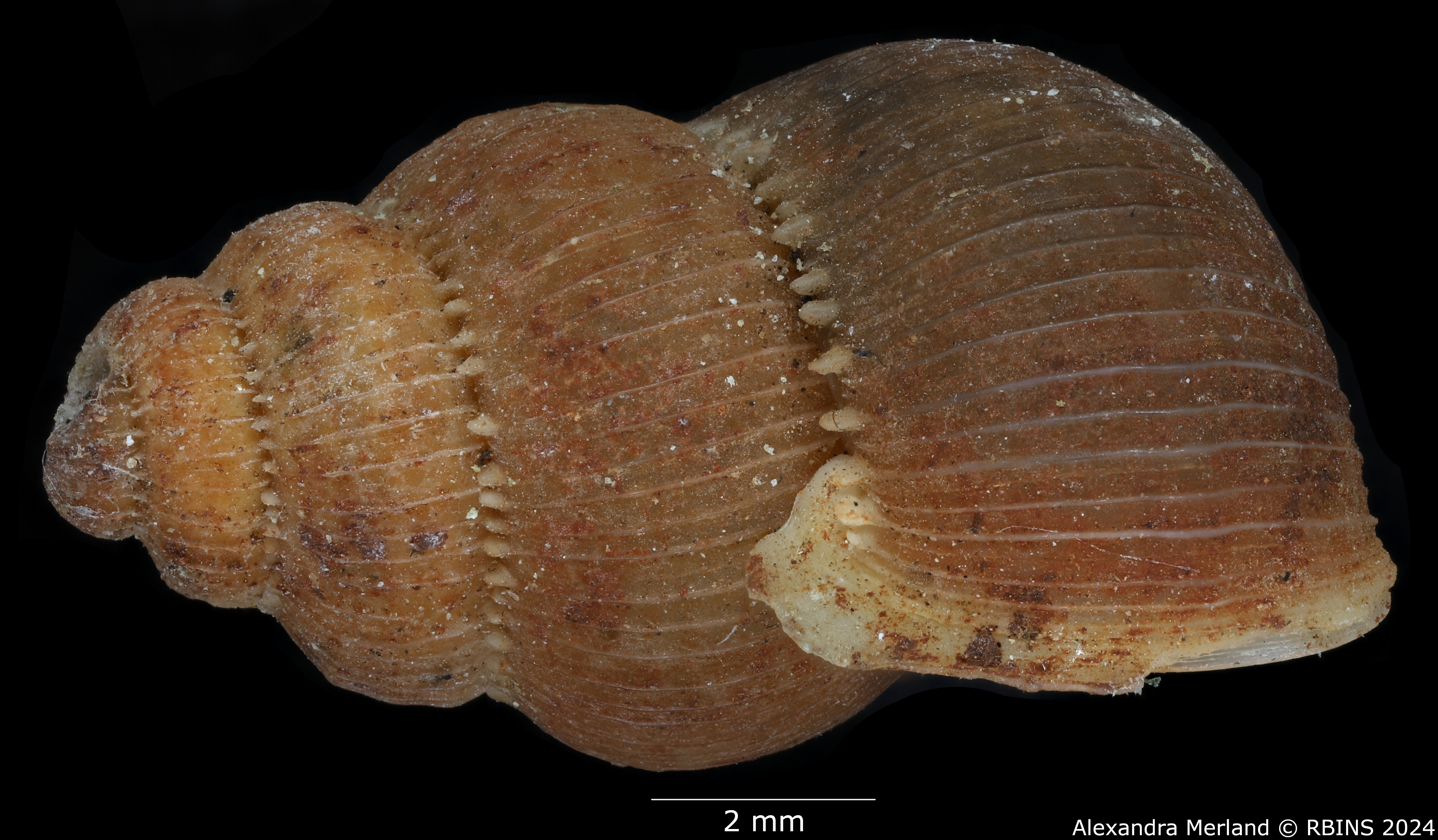 BE-RBINS-INV-MT-2097-Opisthosiphon-sulcosum-pt-L.jpg