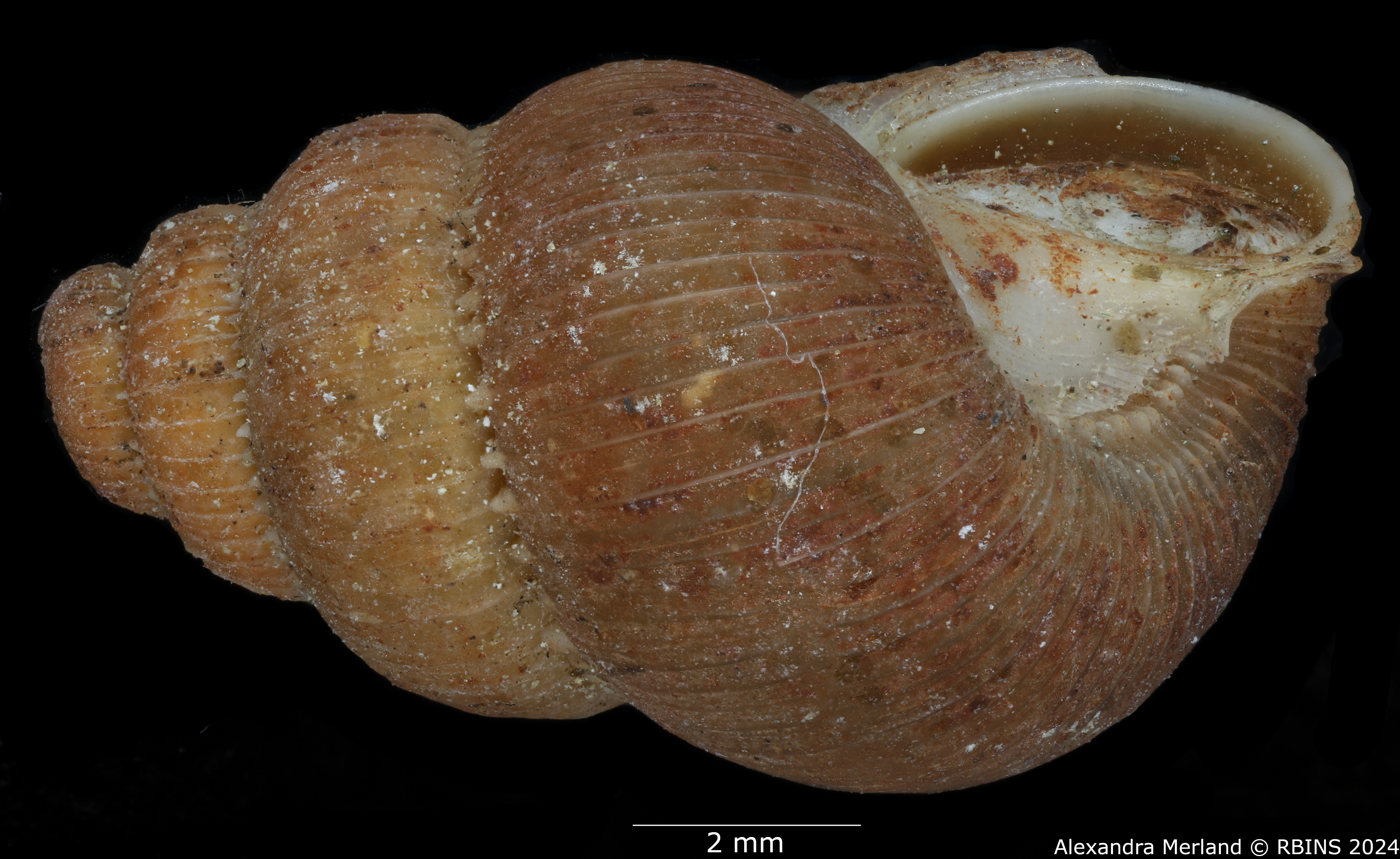 BE-RBINS-INV-MT-2097-Opisthosiphon-sulcosum-pt-L2.jpg