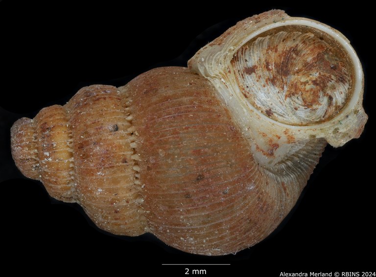 BE-RBINS-INV-MT-2097-Opisthosiphon-sulcosum-pt-V.jpg