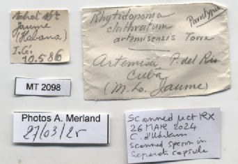 BE-RBINS-INV-MT-2096-Rhytidopoma-clathratum-artemisensis-pt-label.jpg BE-RBINS-INV-MT-2096-Rhytidopoma-clathratum-artemisensis-pt-label.jpg