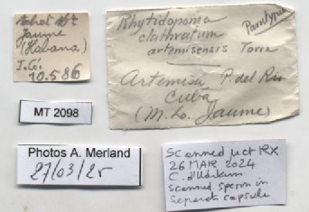 BE-RBINS-INV-MT-2096-Rhytidopoma-clathratum-artemisensis-pt-label.jpg
