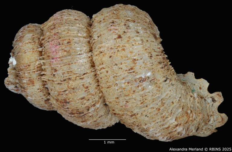 BE-RBINS-INV-MT-2099-Torrella-torreiana-st-D.jpg BE-RBINS-INV-MT-2099-Torrella-torreiana-st-D.jpg