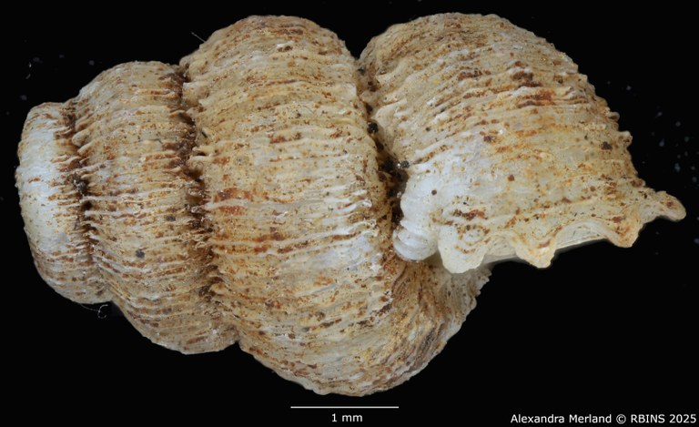 BE-RBINS-INV-MT-2099-Torrella-torreiana-st-L.jpg BE-RBINS-INV-MT-2099-Torrella-torreiana-st-L.jpg