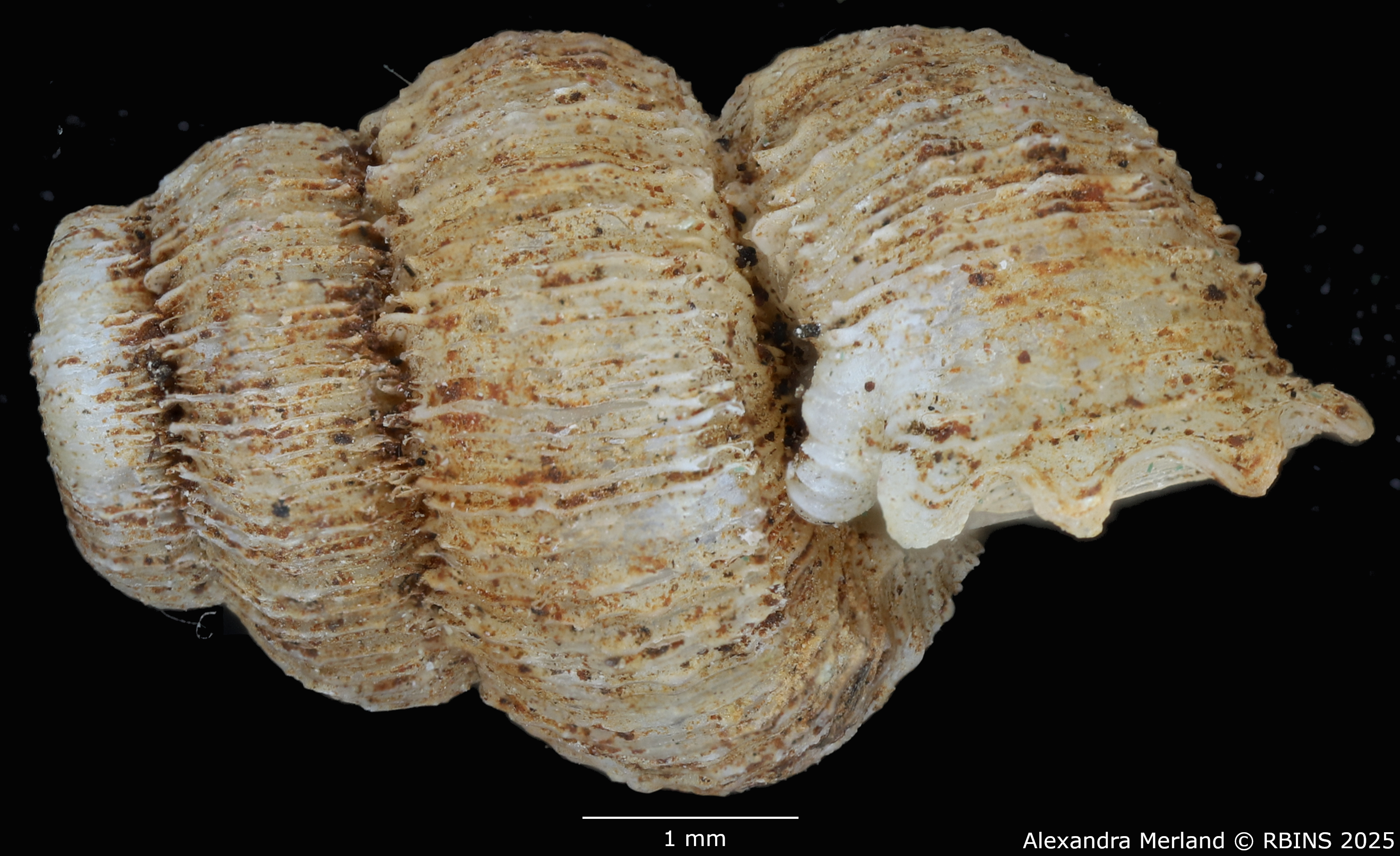 BE-RBINS-INV-MT-2099-Torrella-torreiana-st-L.jpg