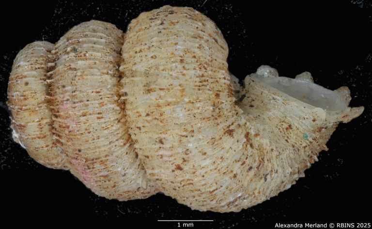 BE-RBINS-INV-MT-2099-Torrella-torreiana-st-L2.jpg BE-RBINS-INV-MT-2099-Torrella-torreiana-st-L2.jpg