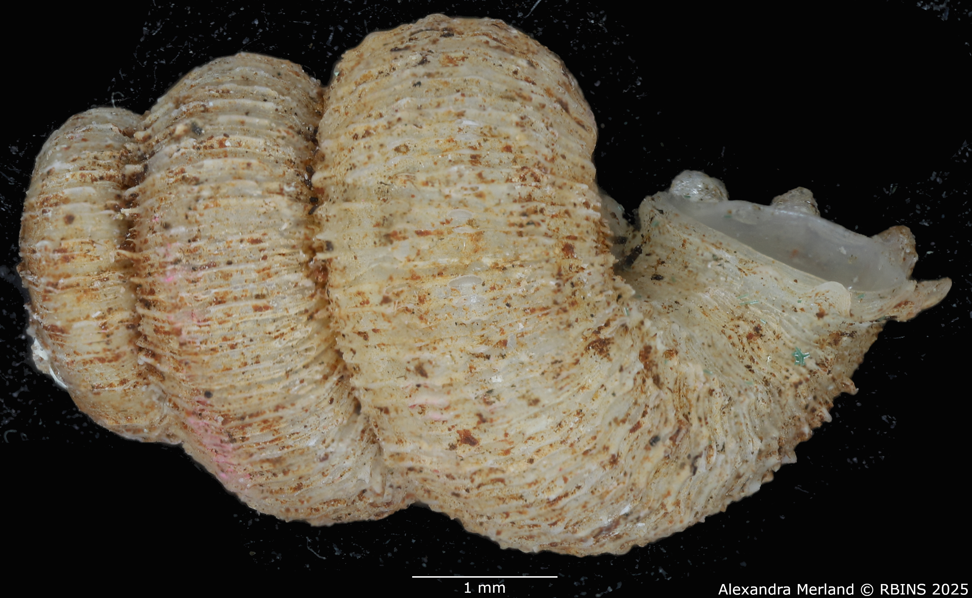 BE-RBINS-INV-MT-2099-Torrella-torreiana-st-L2.jpg