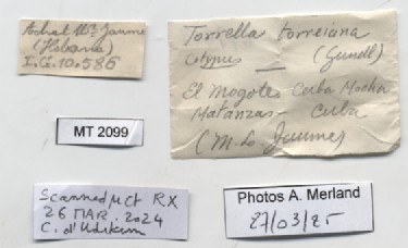 BE-RBINS-INV-MT-2099-Torrella-torreiana-st-label.jpg BE-RBINS-INV-MT-2099-Torrella-torreiana-st-label.jpg